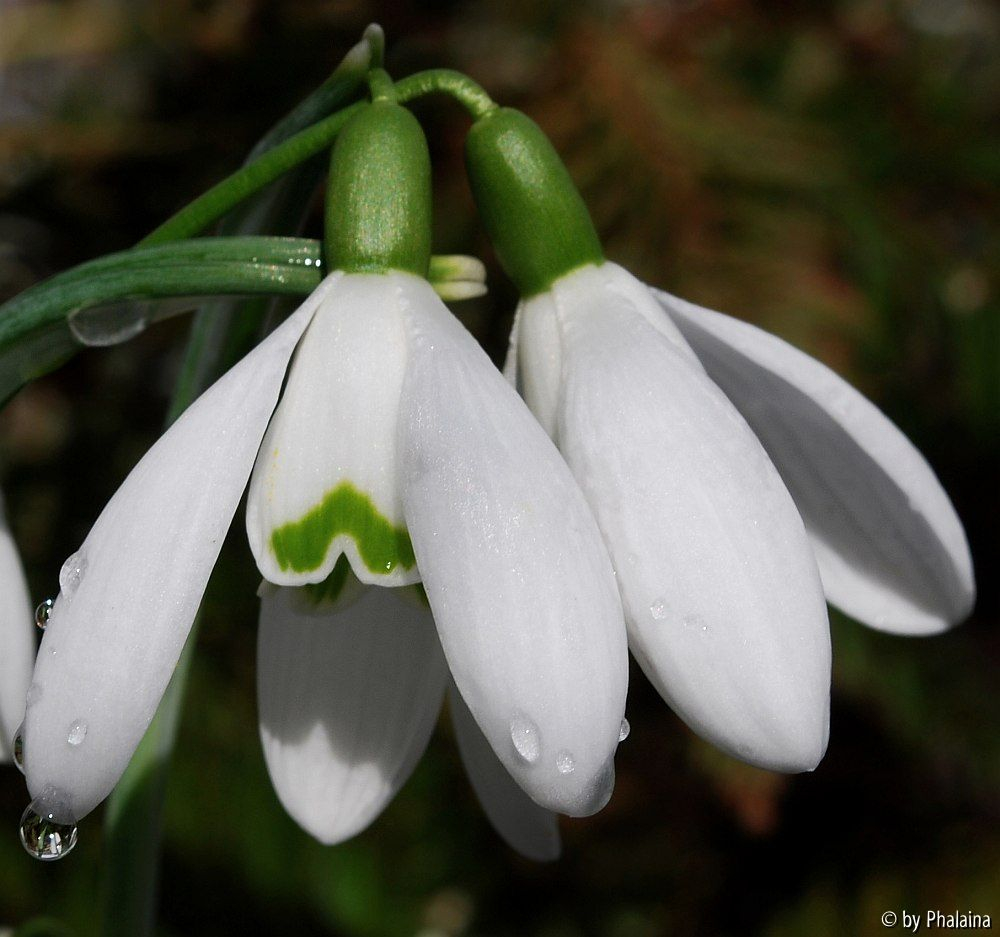 Galanthus 11