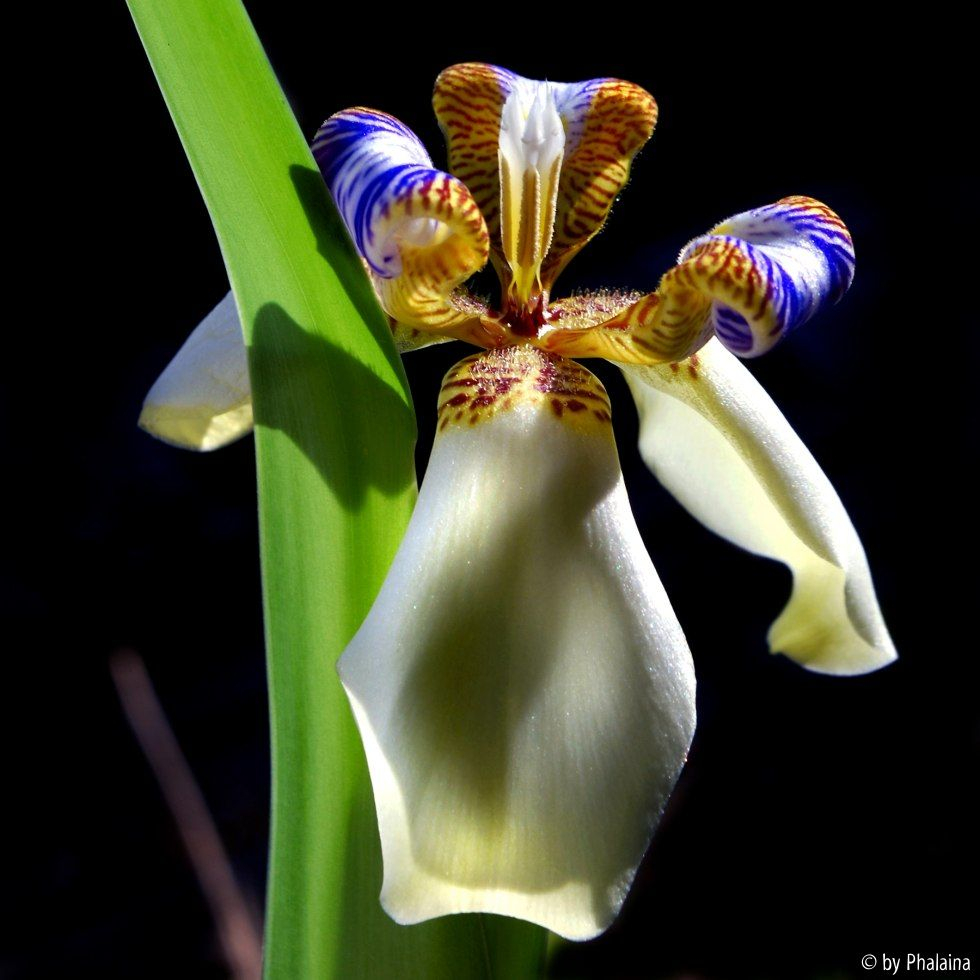 Neomarica gracilis