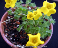 Oxalis lobata