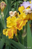 Iris b._Dazzling Gold