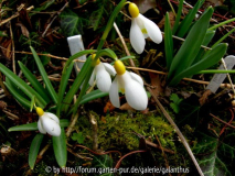 Galanthus 'Primrose Warburg'