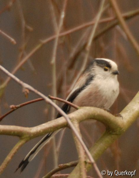 Schwanzmeise, Profil