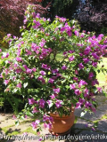 Bougainvillea