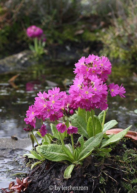 Kugelprimel (Primula denticulata)