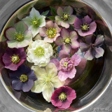 Helleborus-Auslese