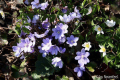 Hepatica und Annemone