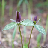 Trillium-Duo