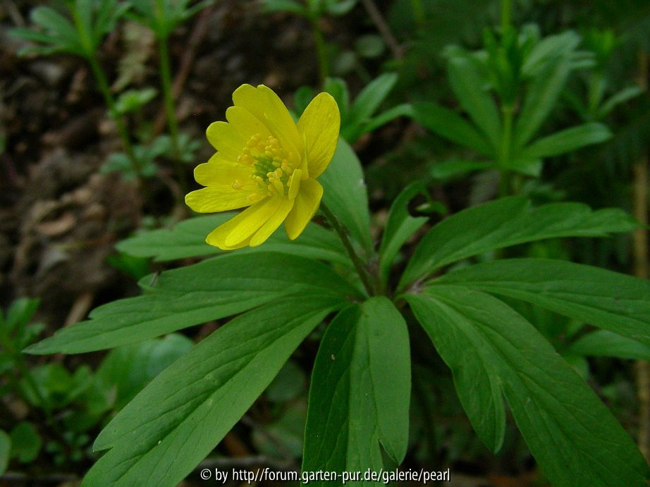 Anemone ranunculoides gefüllt