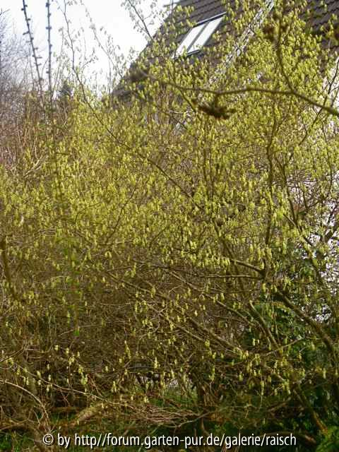 Corylopsis willmottiae (Ganzbild)