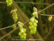 Corylopsis willmottiae (groß)