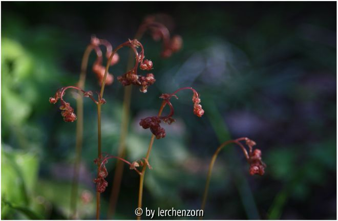 Venusfarn (Adiantum venustum)