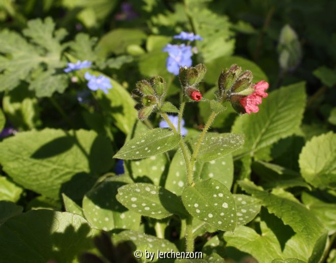 Lungenkraut-Hybride (Pulmonaria-rubra-Hybr.)