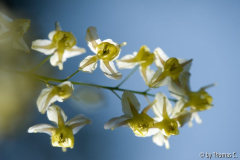 Epimedium gespiegelt