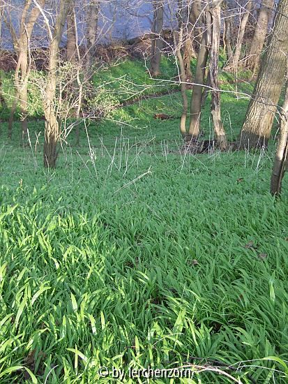 Wunder-Lauch (Allium paradoxum var. paradoxum)