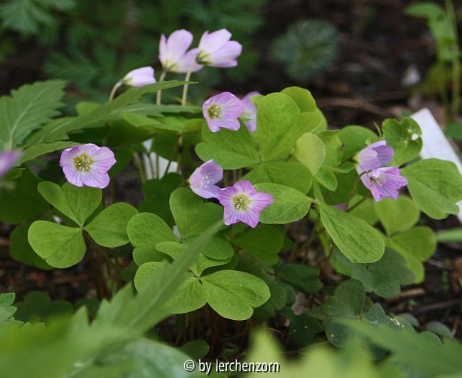 Sauerklee, stärker rosa blühende Pflanze (Oxalis acetosella)