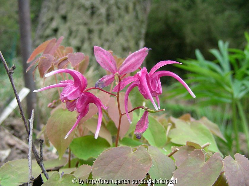 Epimedium grandiflorum Red Beauty