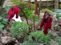 Dicentra Burning Hearts