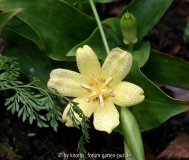 Tricyrtis ohsumiensis