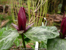 Trillium kurabayashi