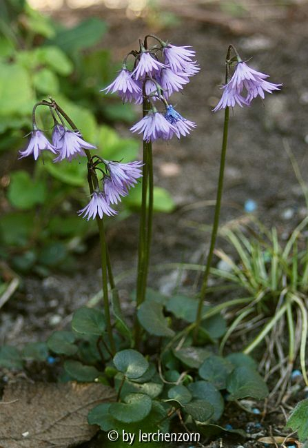 Karpaten-Troddelblume (Soldanella carpatica)