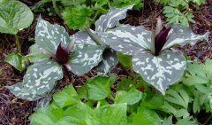 Trillium cuneatum