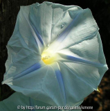 Ipomoea Milky Way