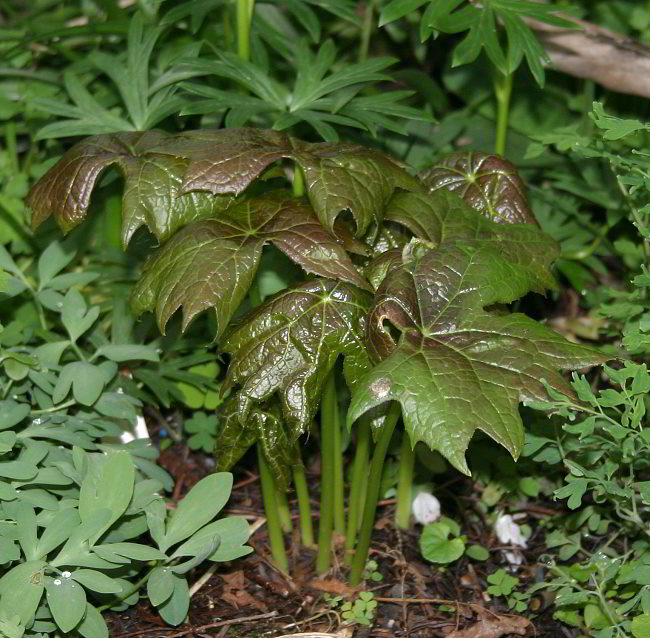 Diphylleia cymosa