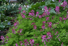 Corydalis bushii