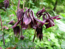 Aquilegia atrata 2010