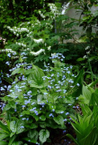 Brunnera