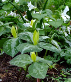 Trillium luteum