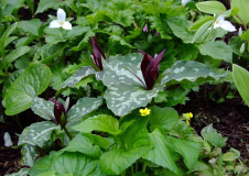 Trillium cuneatum