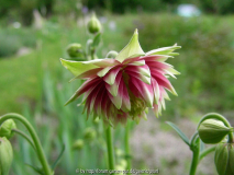 Aquilegia Nora Barlow