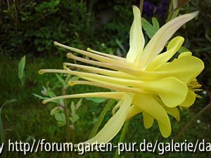 Aquilegia - Doppelspornige Form :-)