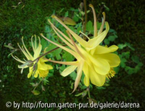 Aquilegia - Doppelspornige Form Pflanze 