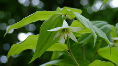 Disporum smilacinum