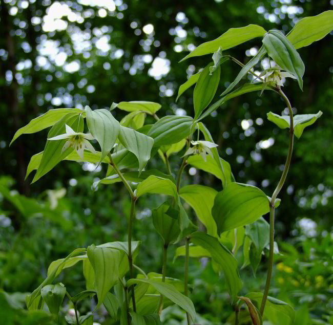 Disporum smilacinum