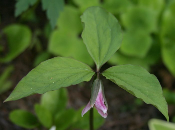 Trillium catesbaei