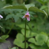 Trillium catesbaei