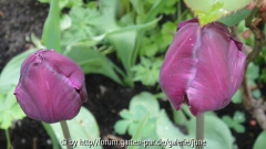 Tulpen in Purple