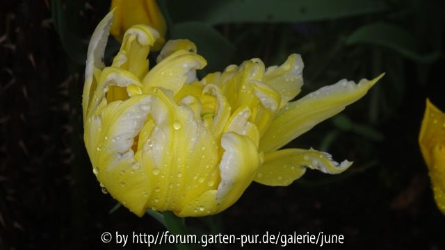 Gelb-weiße Tulpe vom Keukenhof1