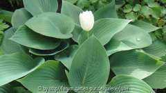 Hosta m. Tulpe