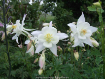 Aquilegia caerulea Kristall (2010-05)