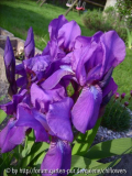 Iris aphylla Blüten