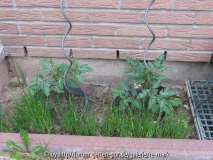 Tomaten und Schnittlauch vor Südwand