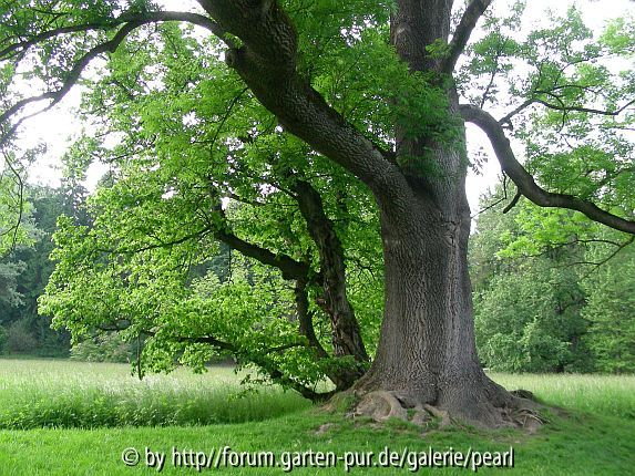 Pruhonice Baum