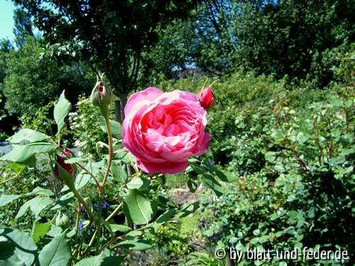 La Reine Victoria Fehlfarbe 2010