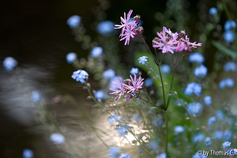 Teichrandblüten