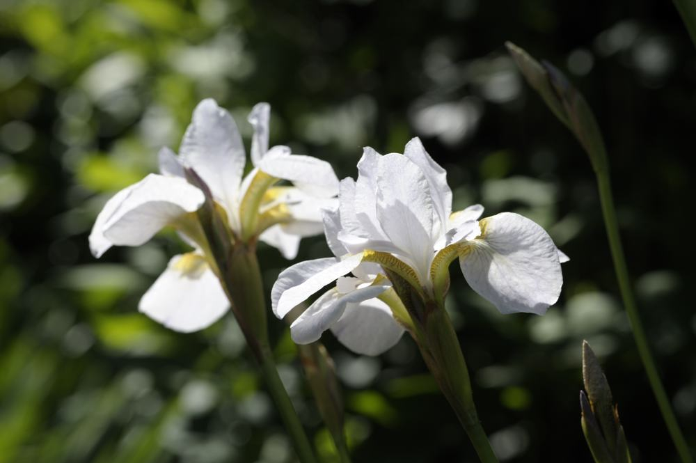 Iris sibirica