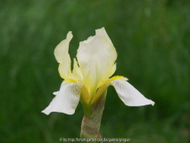 Iris flavescens